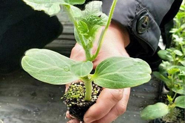 廠區環境的綠化要點！