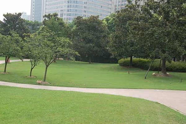 綠(lǜ)化養護(hù)如何成功移植植物？