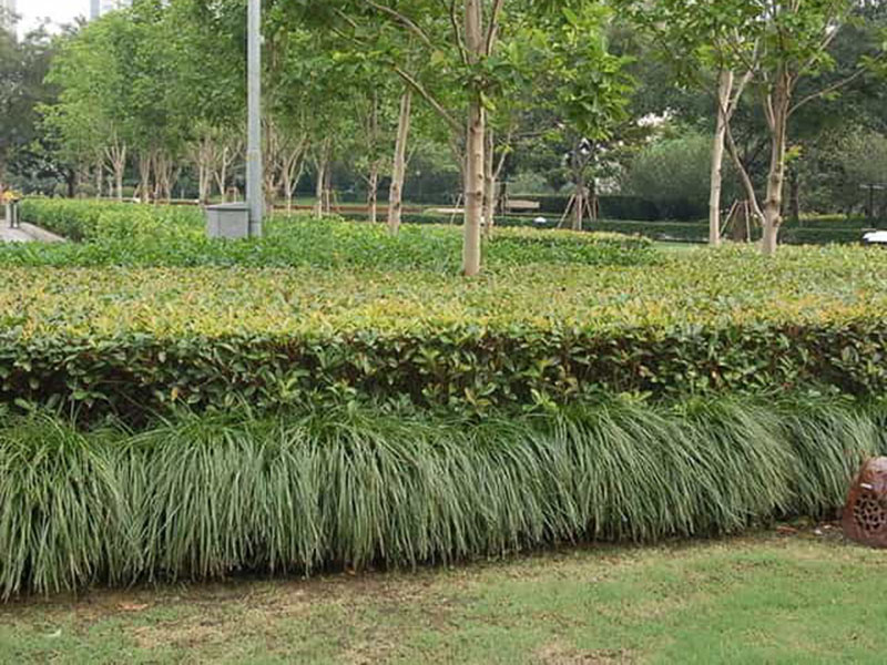 小區綠化養護服務