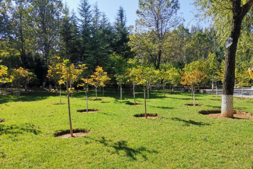 把握黃金期：秋天綠化養護(hù)的要點(diǎn)解析